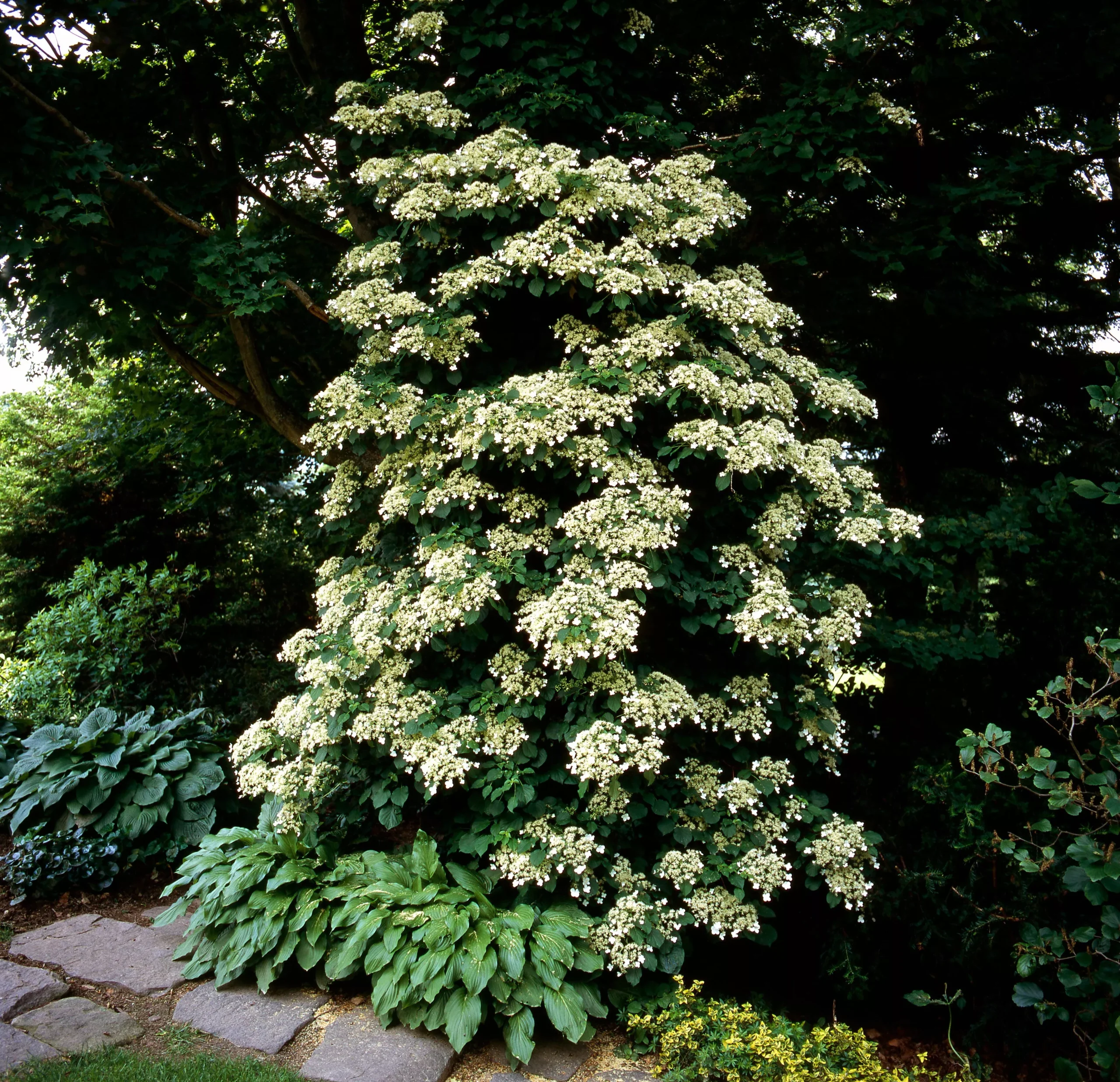 50 CLIMBING HYDRANGEA Anomala Petiolaris Vine Flower Seeds