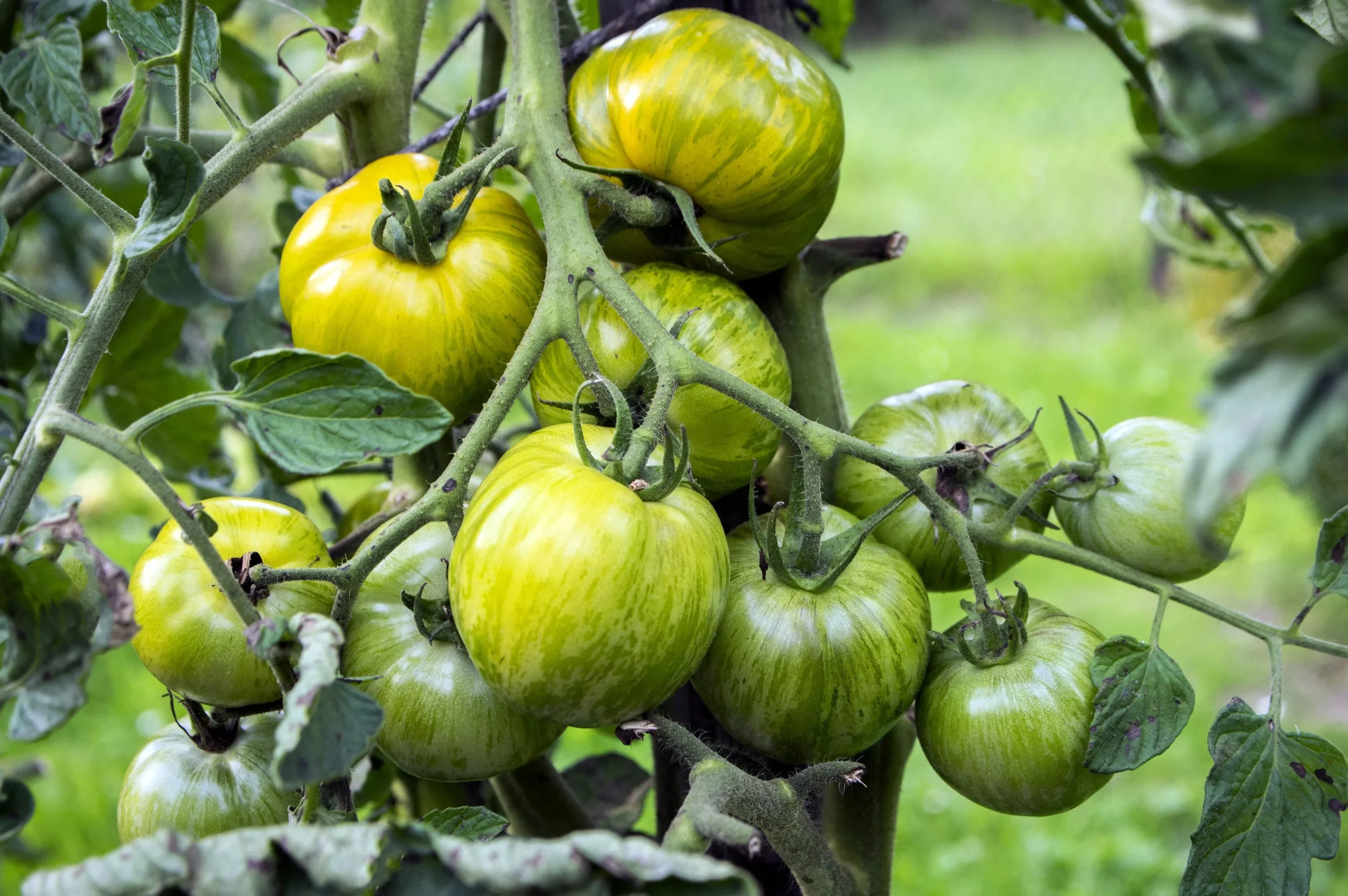 50 GREEN ZEBRA TOMATO Striped Lycopersicon Fruit Vegetable Seeds