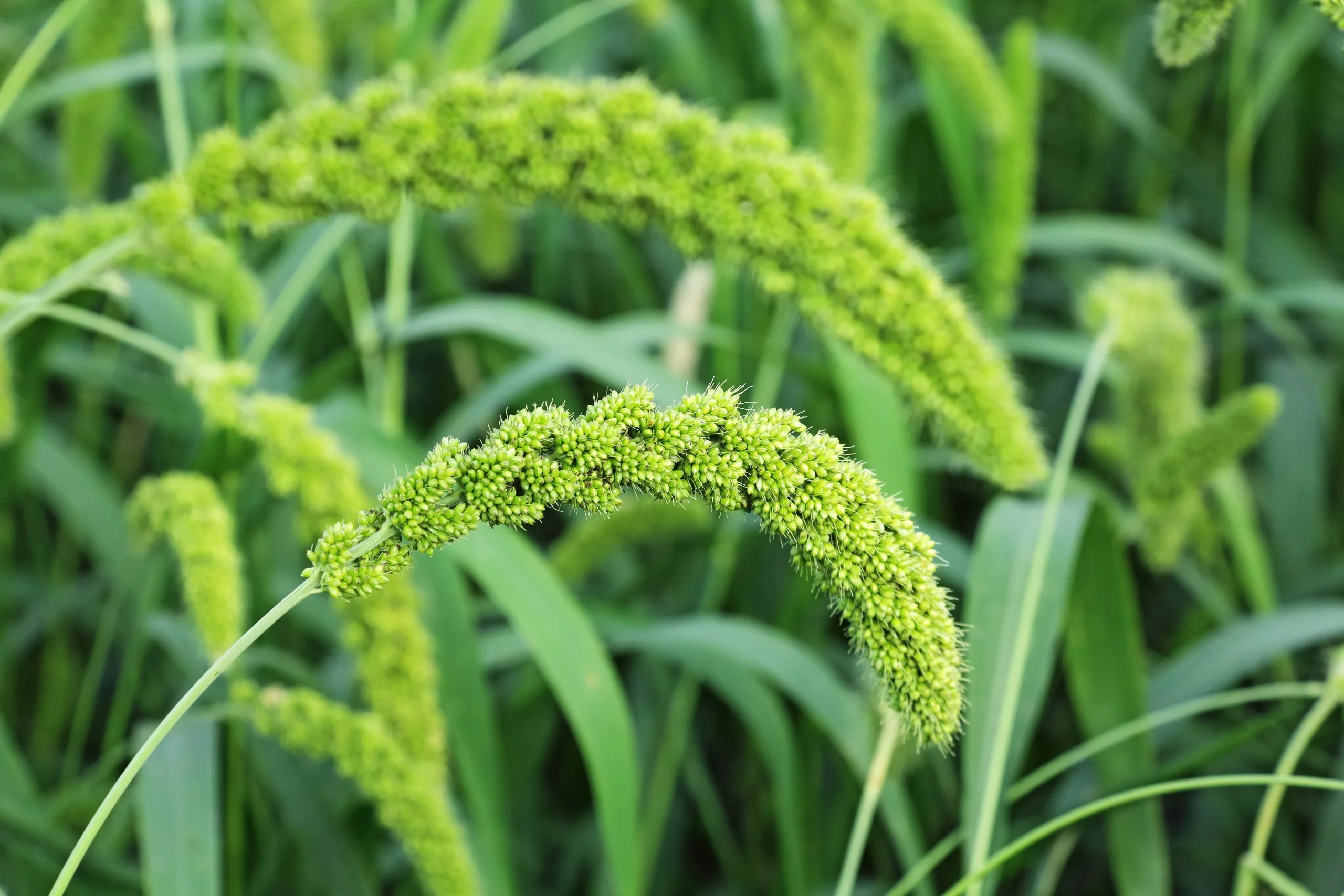 50 LIMELIGHT SPRAY MILLET Light Lime Green Flower Setaria Italica Grass Seeds