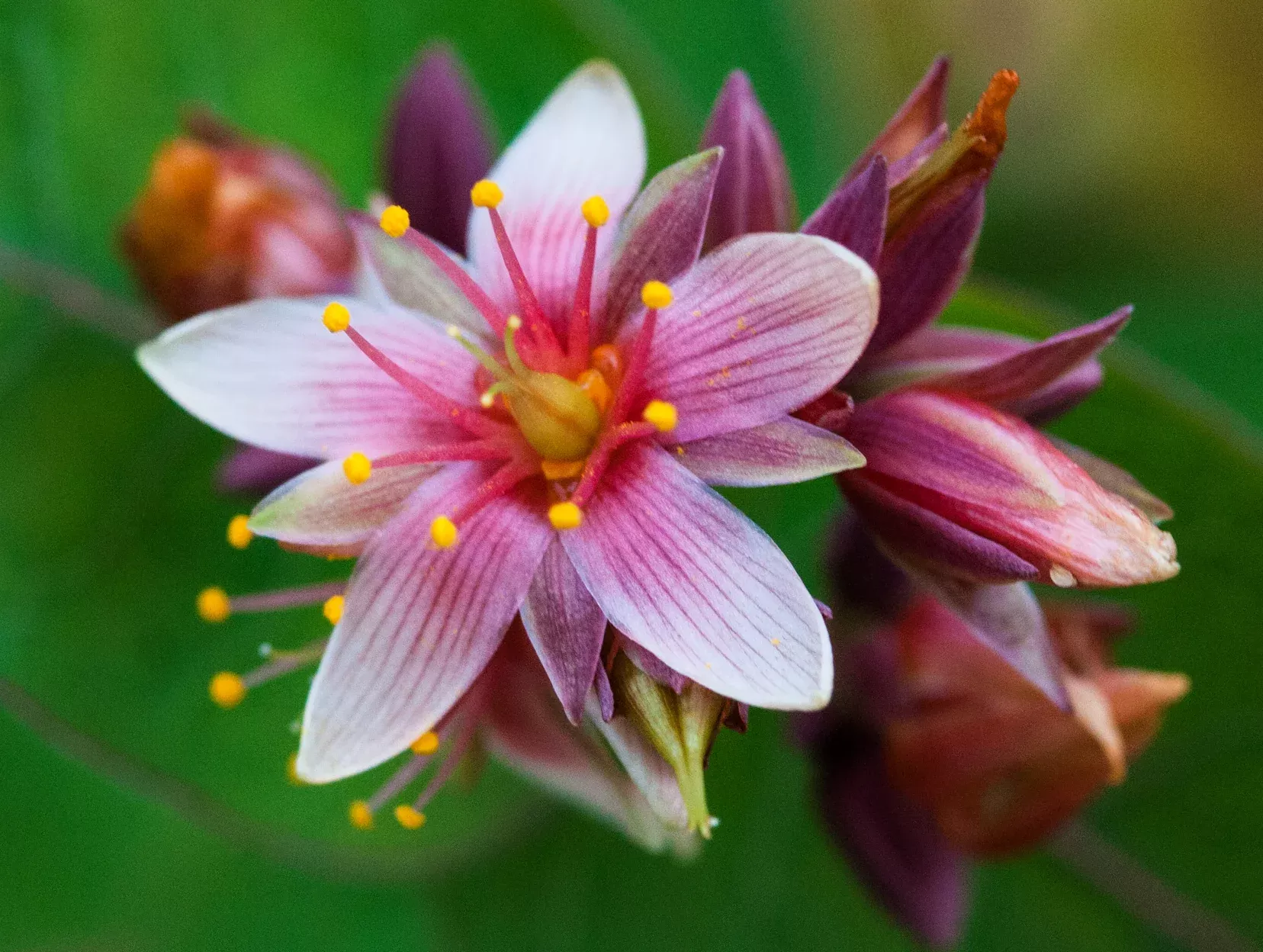 50 Marsh SAINT JOHN’S WORT Hypericum Virginicum Pink Mauve Flower Seeds