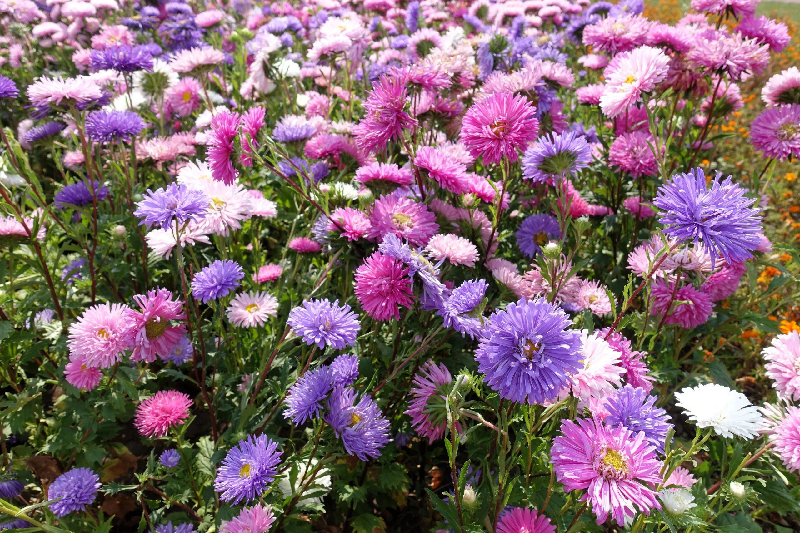 50 Mixed OSTRICH PLUME ASTER Feather Spider Callistephus Chinensis Flower Seeds