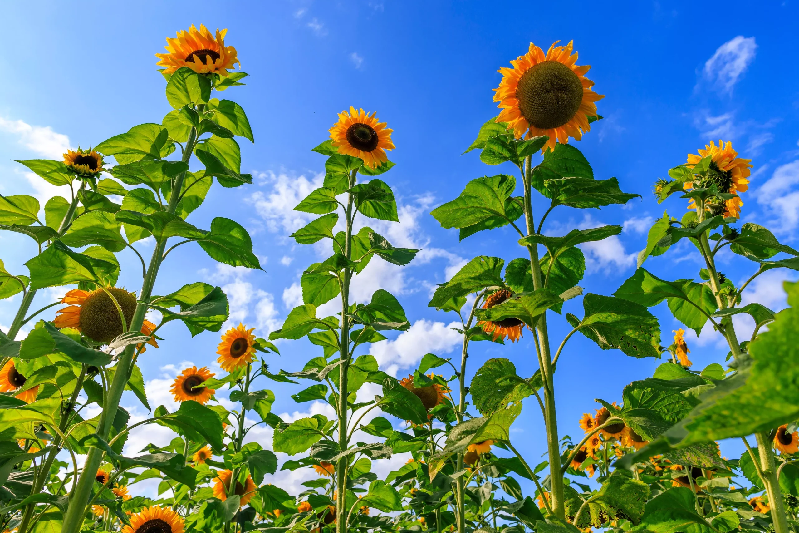 50 SKYSCRAPER SUNFLOWER Helianthus Annuus Flower Seeds