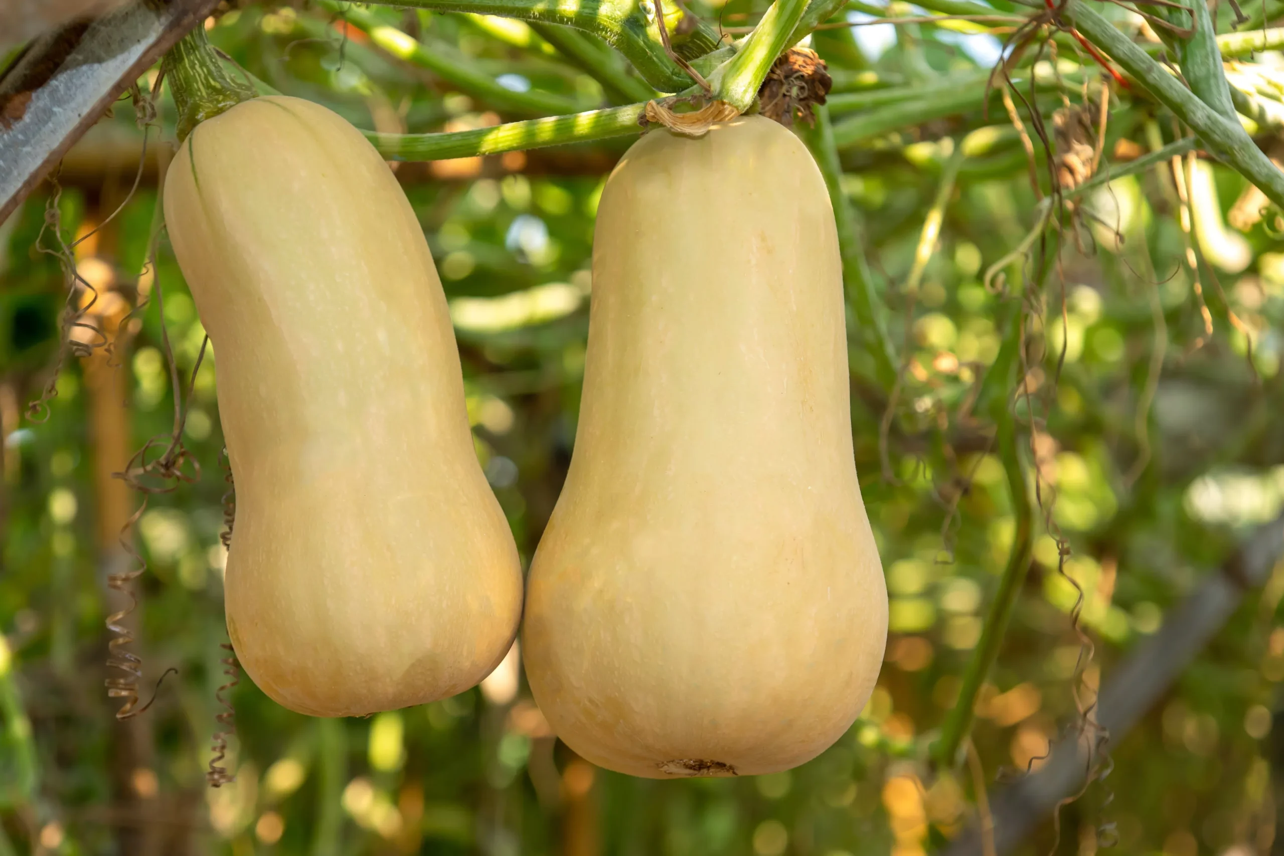 50 WALTHAM BUTTERNUT SQUASH Winter Cucurbita Moschata Vegetable Seeds