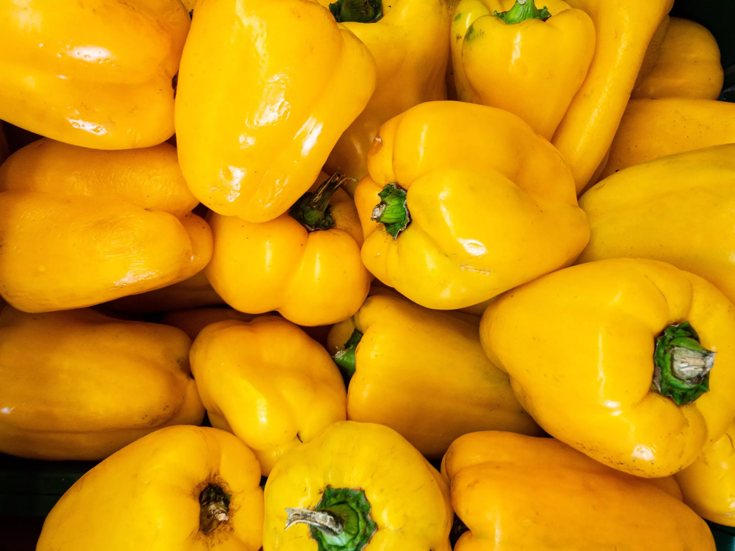 50 YELLOW Cheese PIMENTO PEPPER Capsicum Annuum Vegetable Seeds