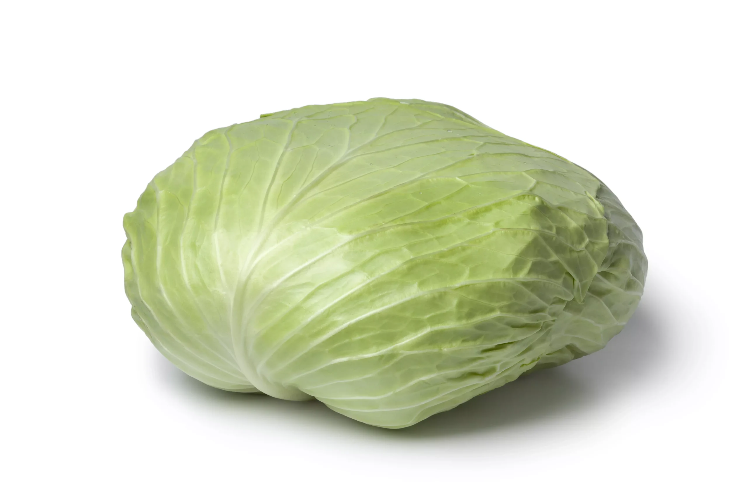 500 FLAT DUTCH Late CABBAGE Brassica Oleracea Capitata Vegetable Seeds