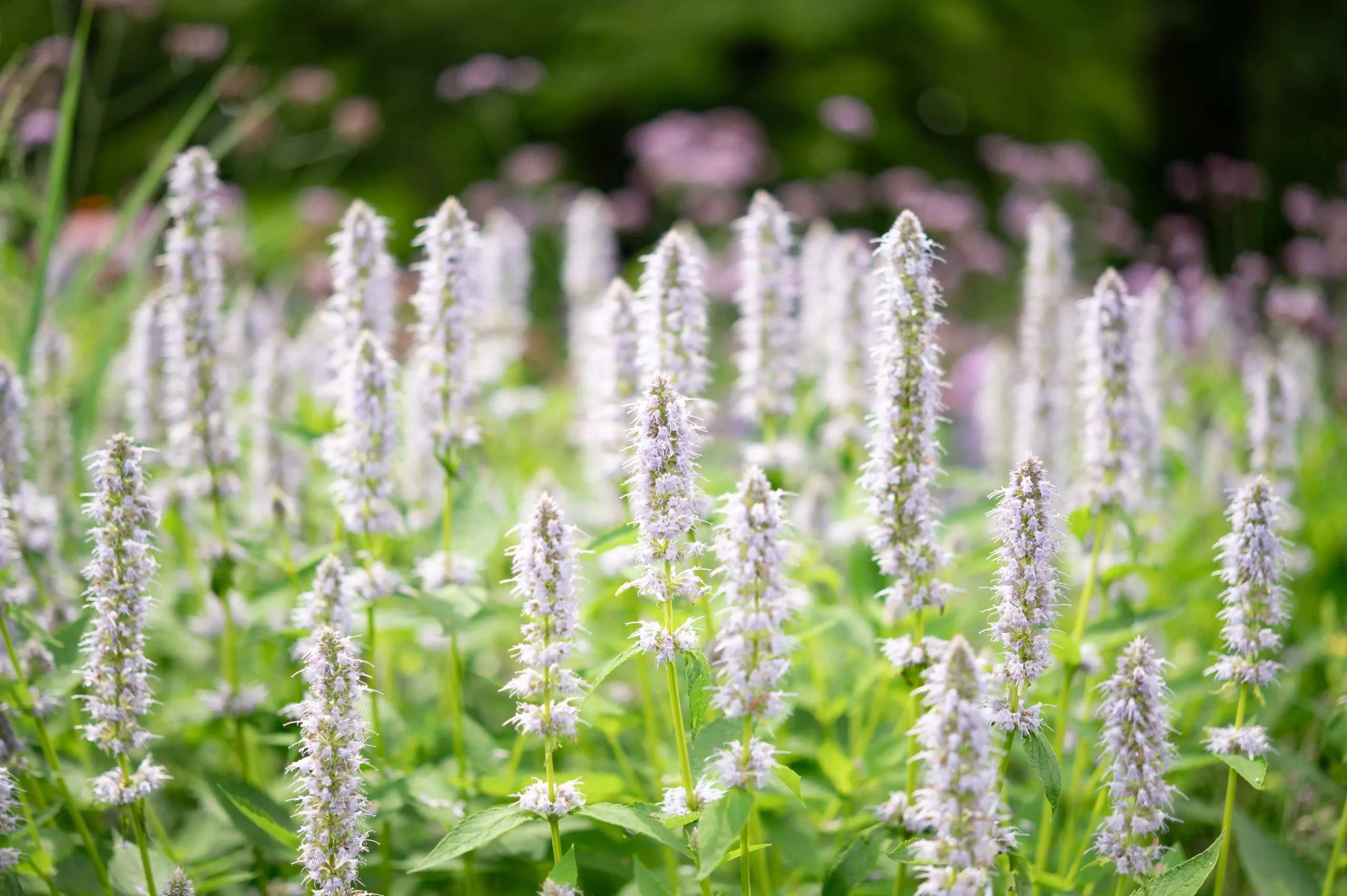 500 GIANT YELLOW HYSSOP Agastache Nepetoides Herb Flower Seeds