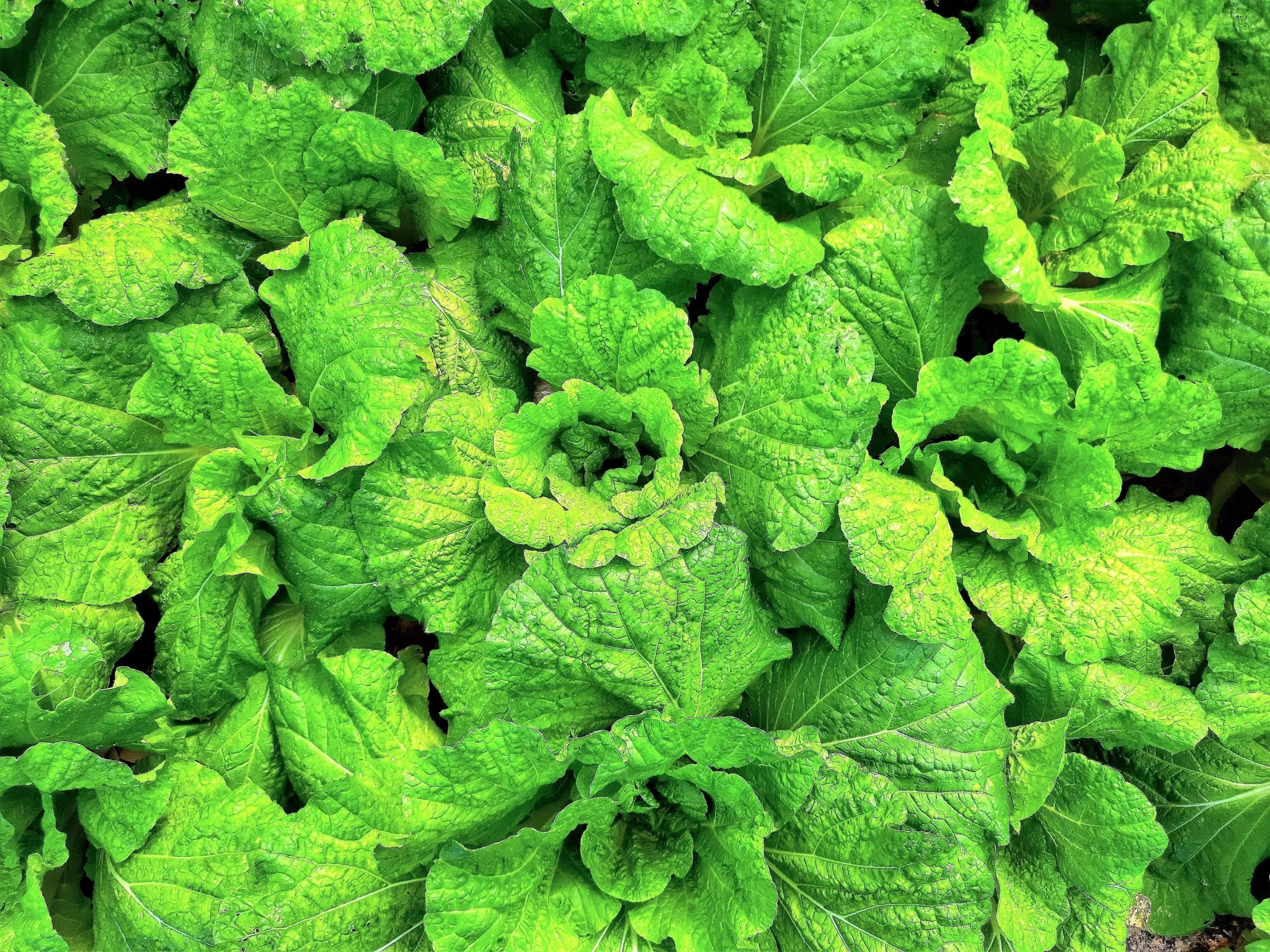 500 LETTUCE LEAF BASIL Ocimum Basilicum Huge Leaves Herb Seeds