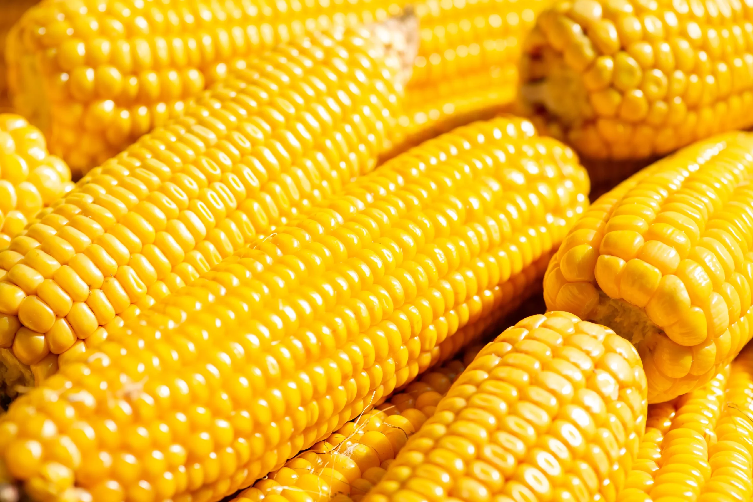60 YELLOW CORN ‘ Early Xtra Sweet ‘ Zea Mays Vegetable Seeds