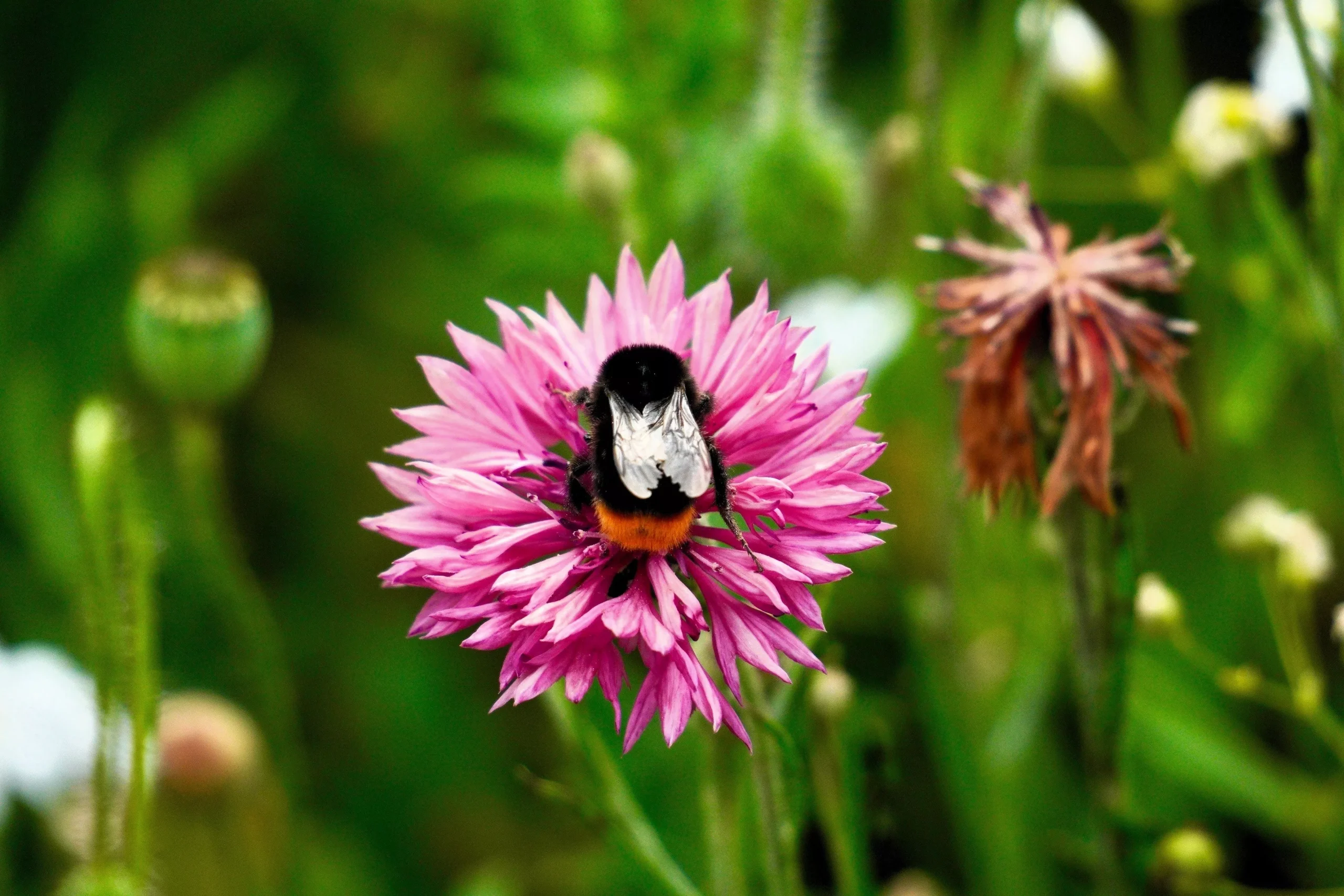 750 Pink BACHELOR’S BUTTON / CORNFLOWER Centaurea Cyanus Flower Seeds