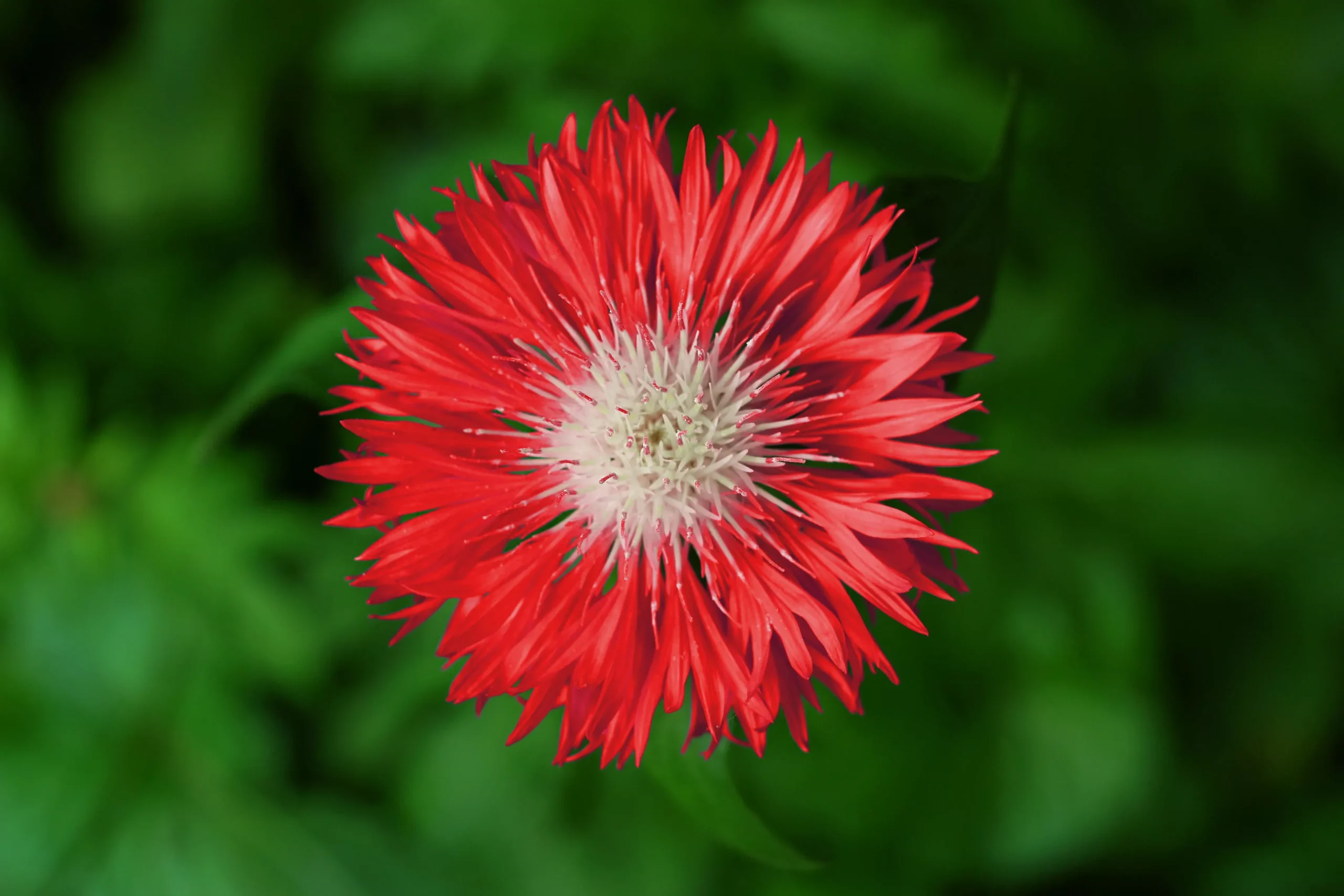 750 Red BACHELOR’S BUTTON / CORNFLOWER Centaurea Cyanus Flower Seeds