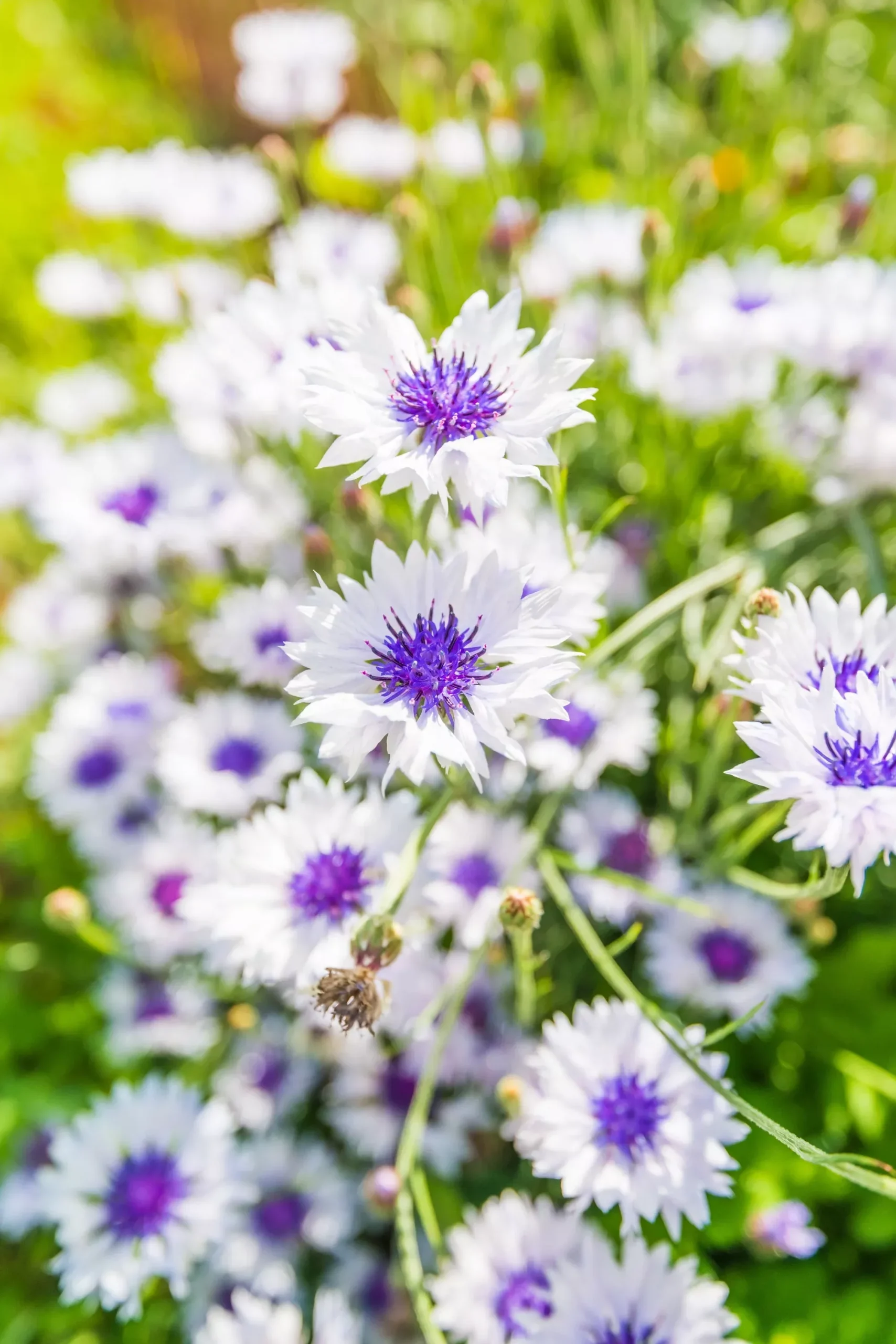750 White BACHELOR’S BUTTON / CORNFLOWER Centaurea Cyanus Flower Seeds