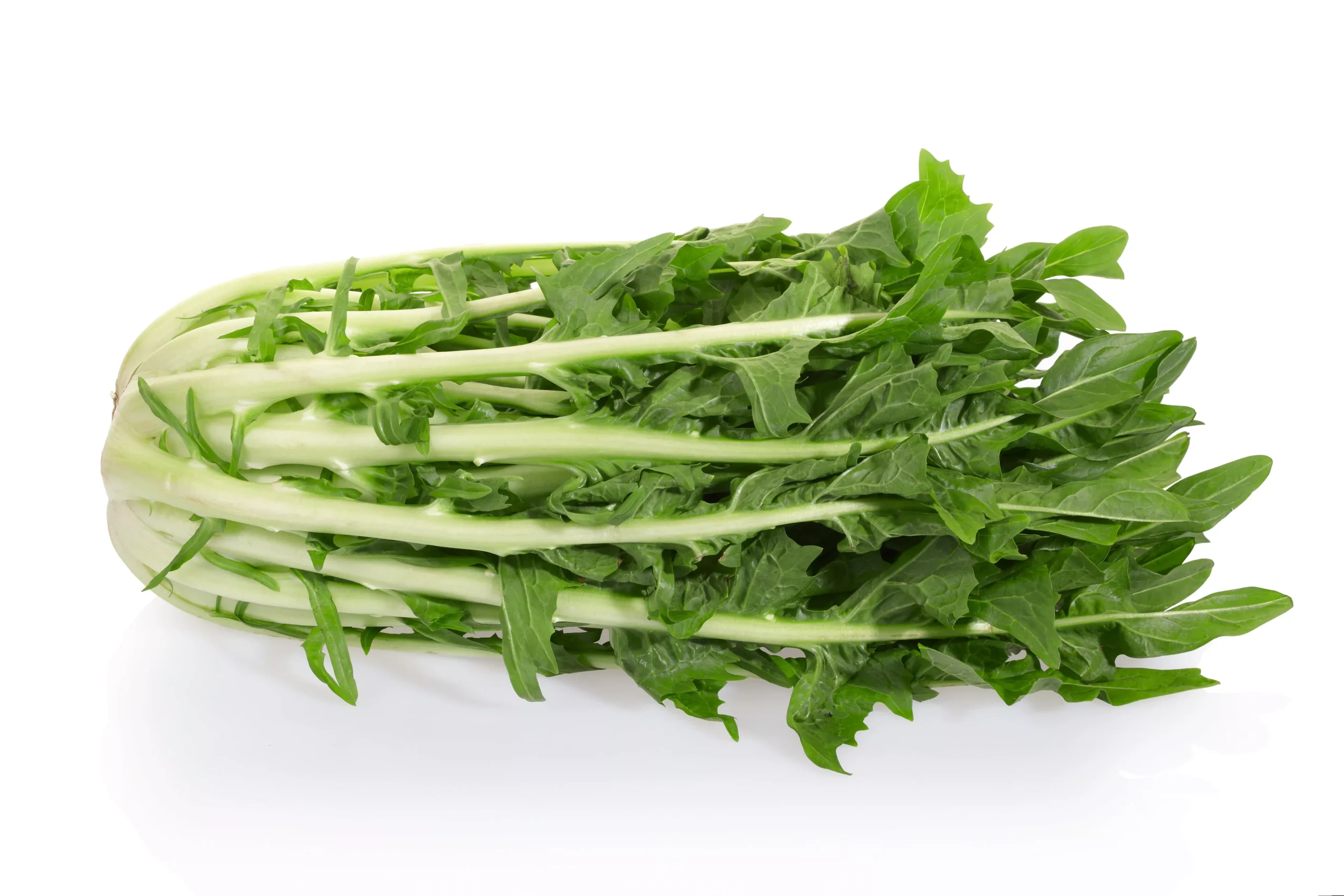 800 EMERALD CATALOGNA ENDIVE Italian Chicory Cichorium Endivia Seeds
