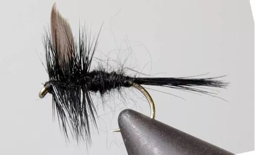 Black Gnat - Black Tail or Red Tail