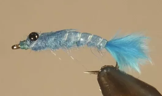 Blue Damselfly Nymph