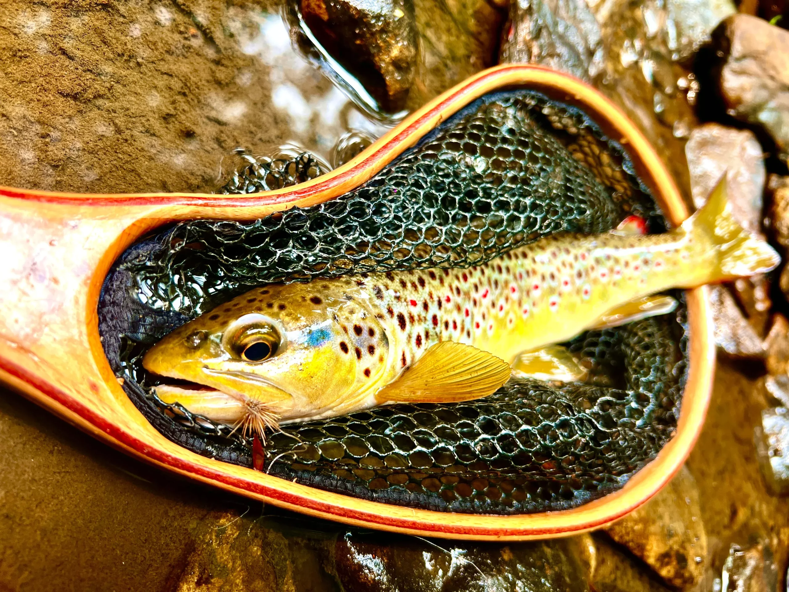 Blue Line Net – Small