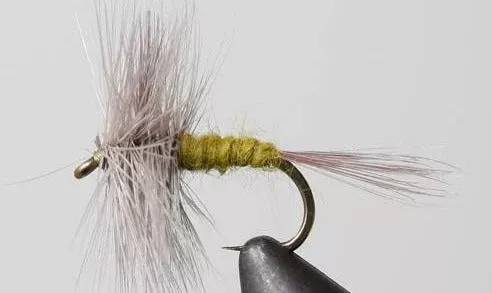 Blue Wing Olive