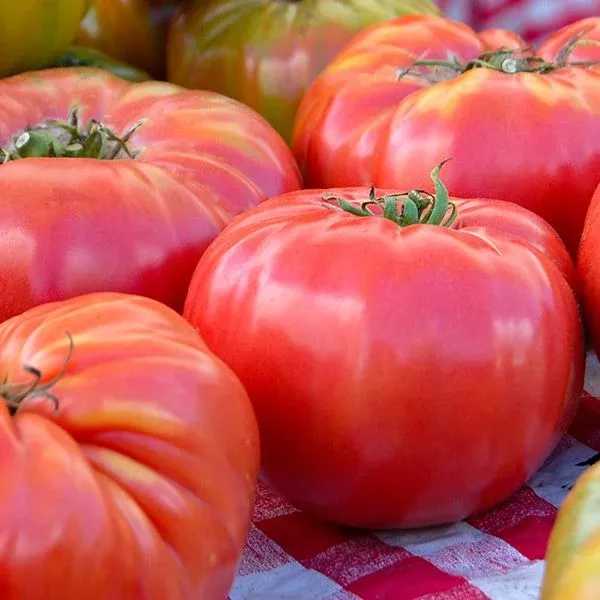 Brandywine Tomato
