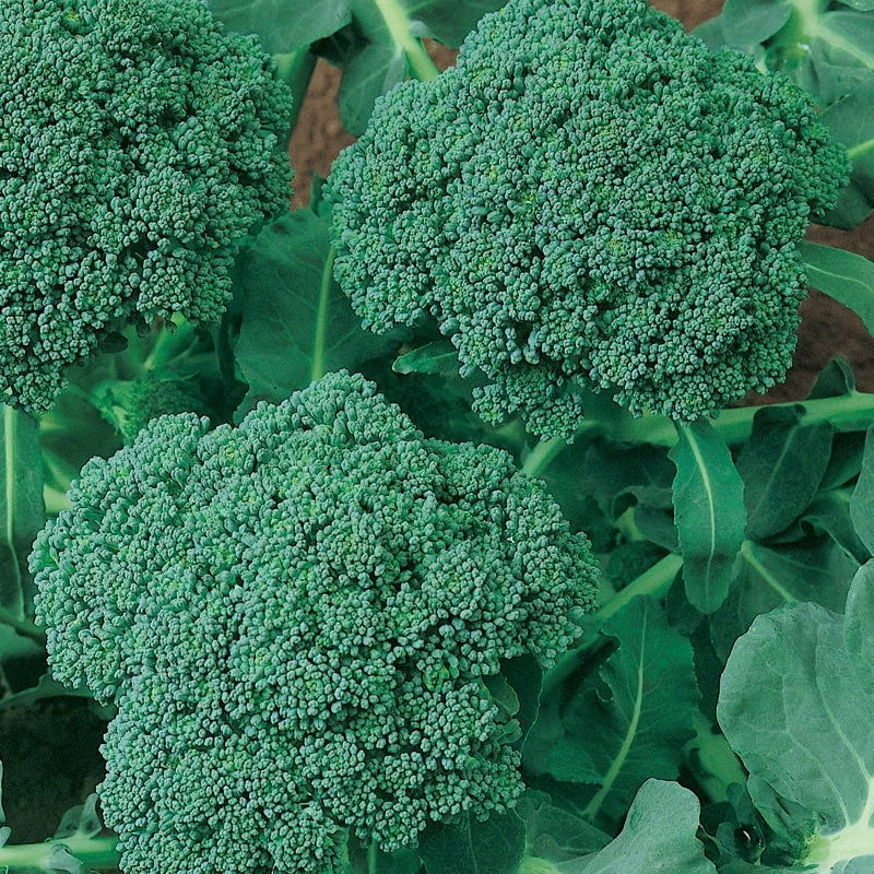 Calabrese Broccoli