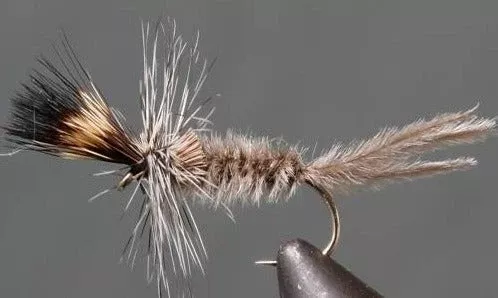 Crane Fly Larva - Grey