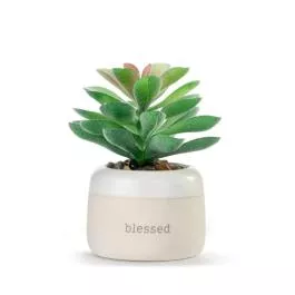 Demdaco Mini Succulent - Blessed