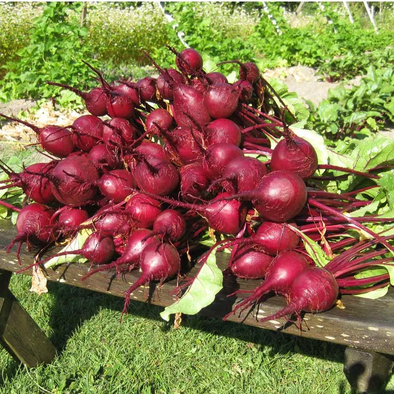 Early Wonder Tall Beet