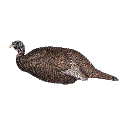 Flextone Thunder Chick Breeder Decoy