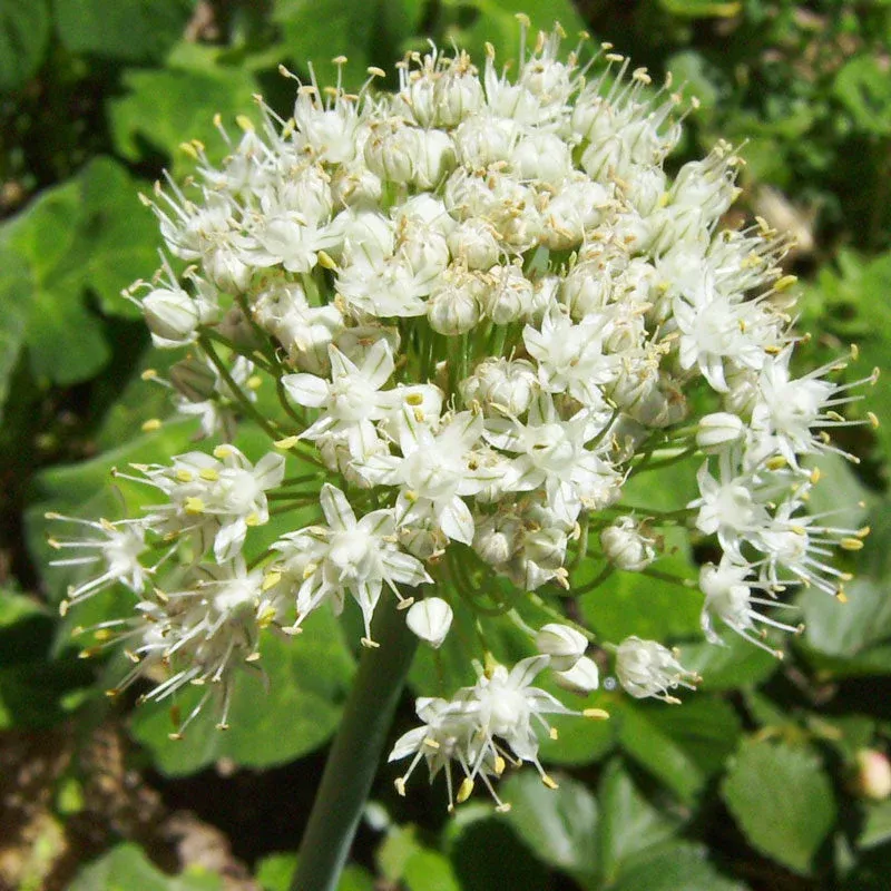 Garlic Chives