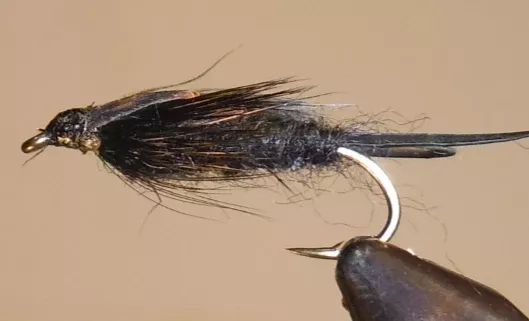 Giant Stonefly Nymphs