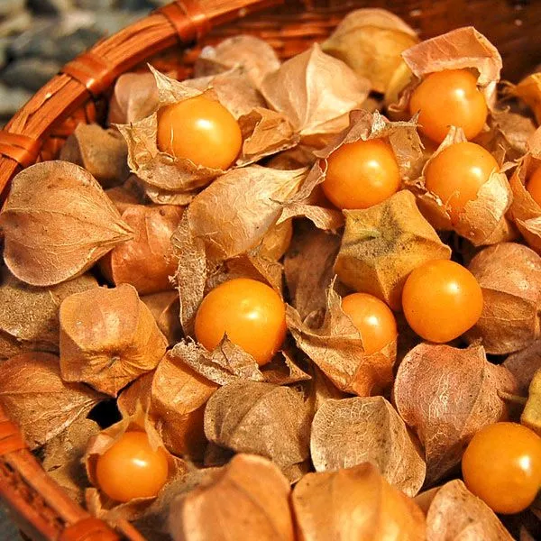 Goldie Ground Cherry