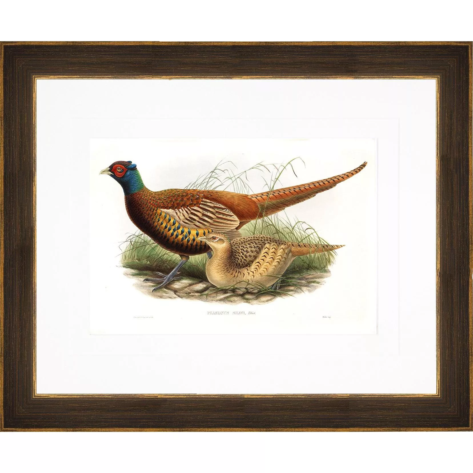 Gould Gamebird Framed Prints