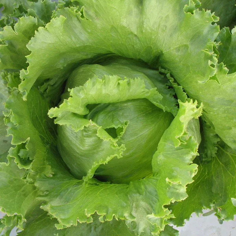 Iceberg Superior Lettuce