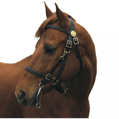 INTREPID INTERNATIONAL Shenandoah Trail Bridle Halter Combo with Solid Brass Hardware