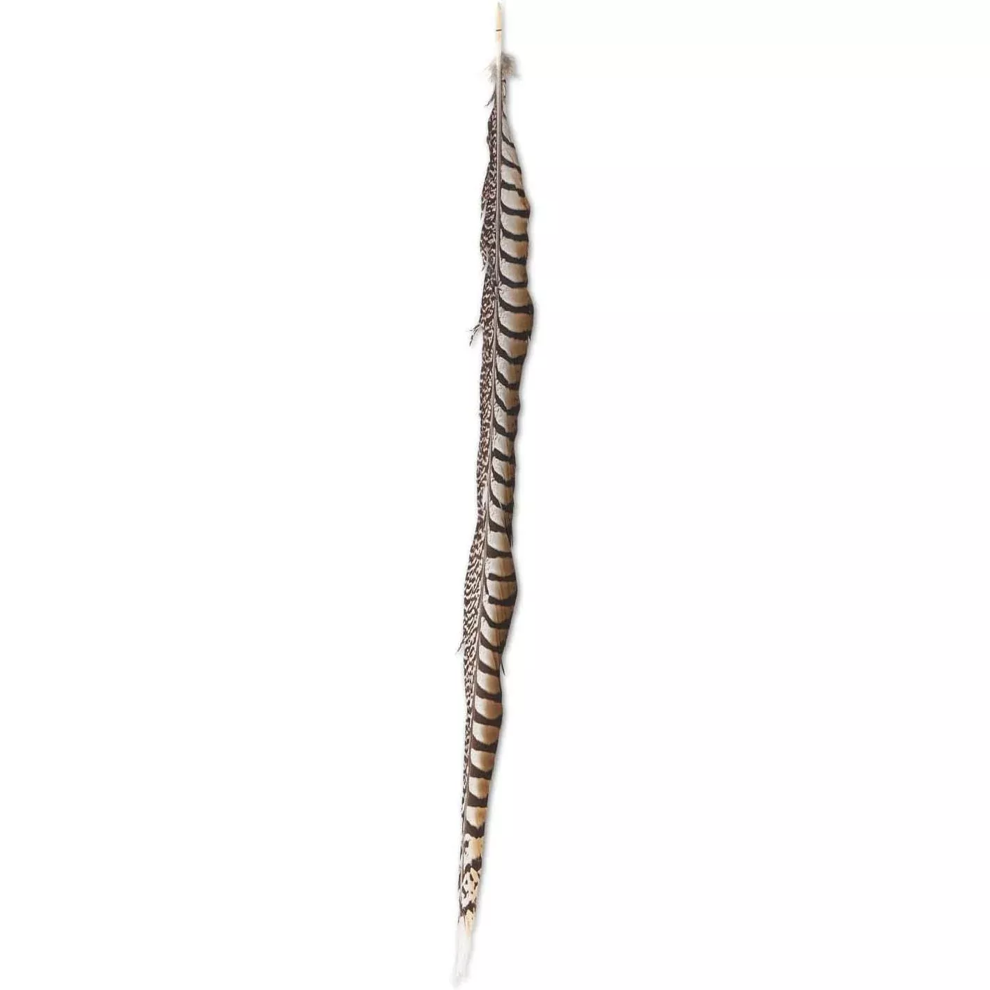 Lady Amethyst Pheasant Feather