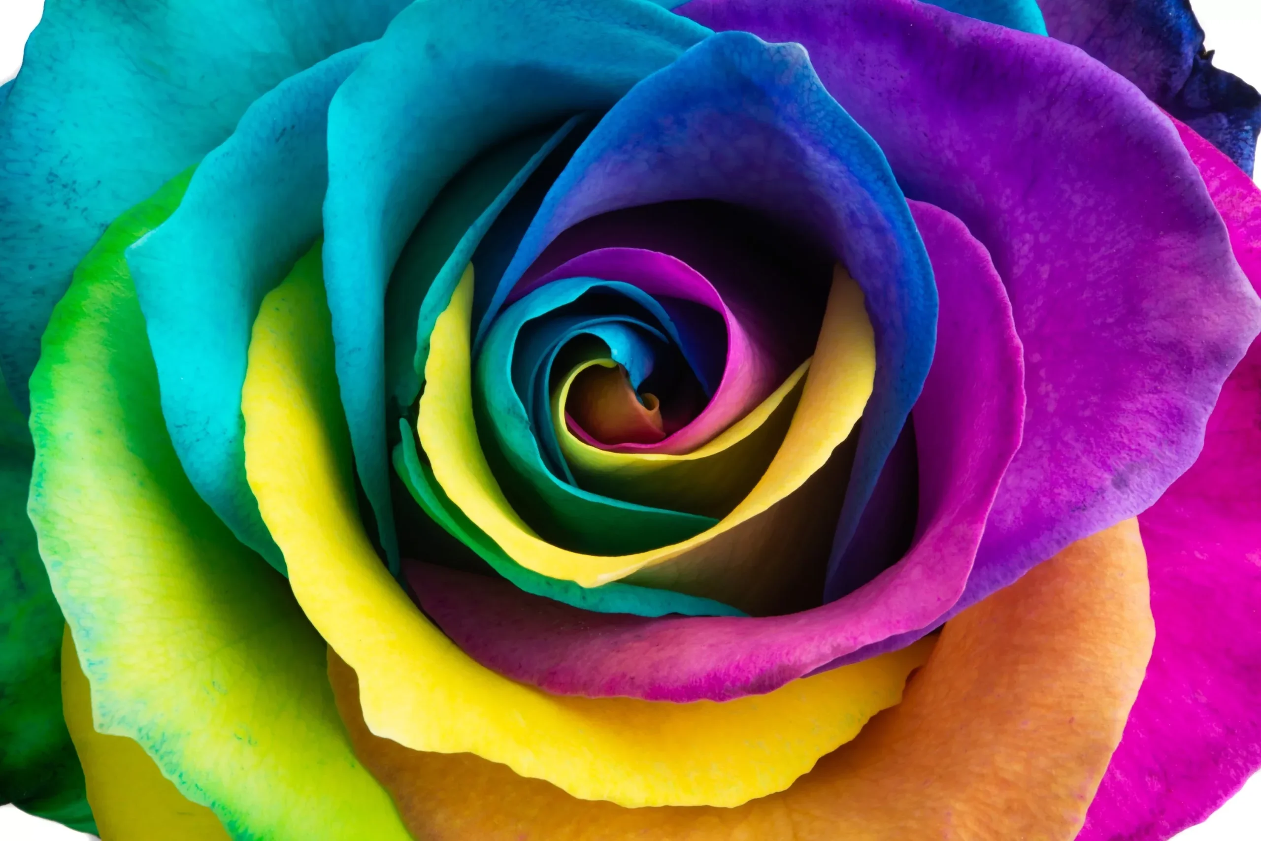 Make Your Own – 5 RAINBOW ROSE BUSH Seeds Shrub Rosa Flower