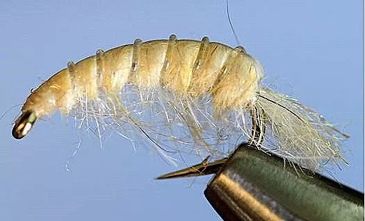 Molting Scuds