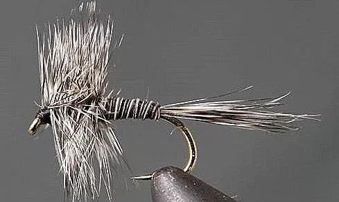 Mosquito