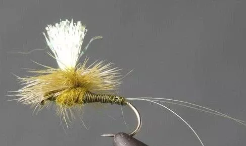 Parachute Crystal Drake – Olive