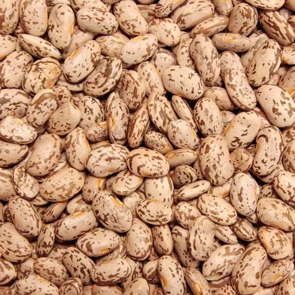 Quincy Pinto Dry Bean