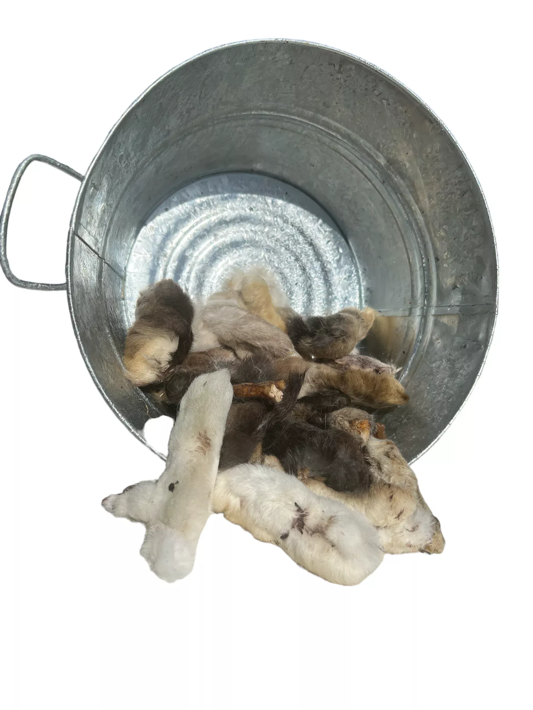 Rabbit Feet (Rear)