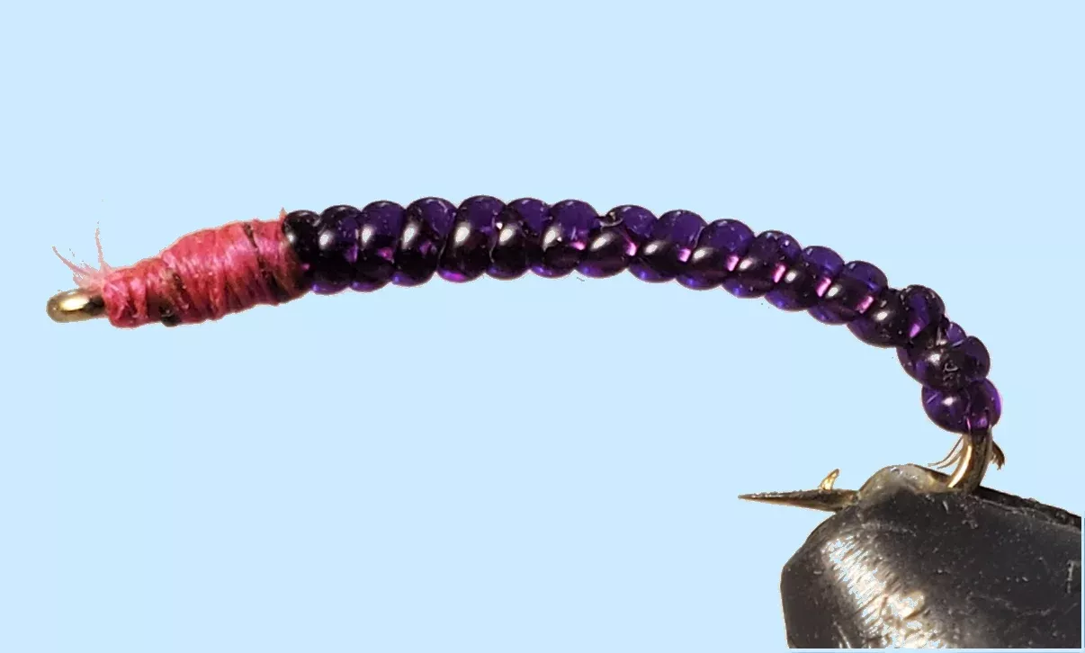 Rock Worm / Annelid - Red or Purple