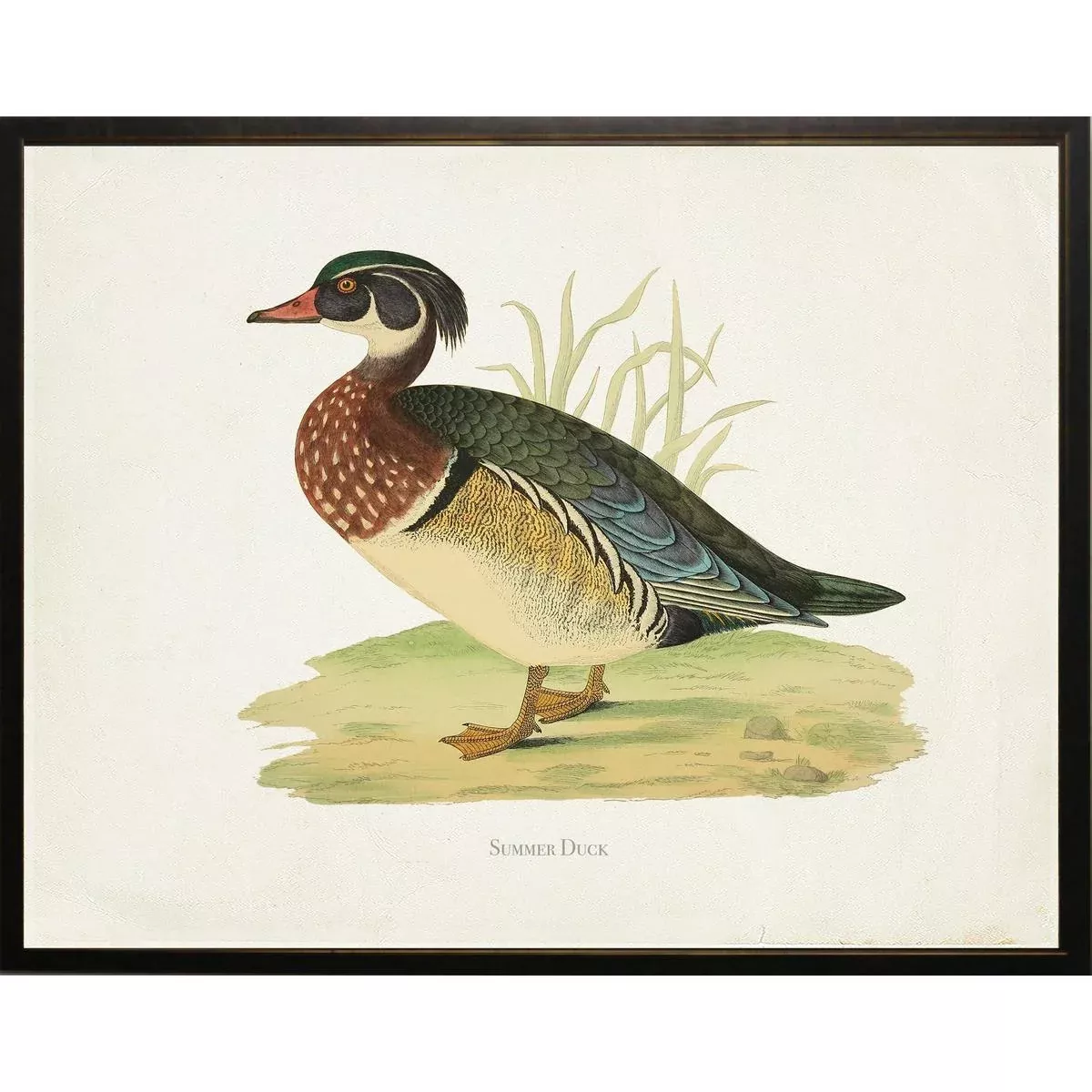 Summer Duck Bookplate Framed Print