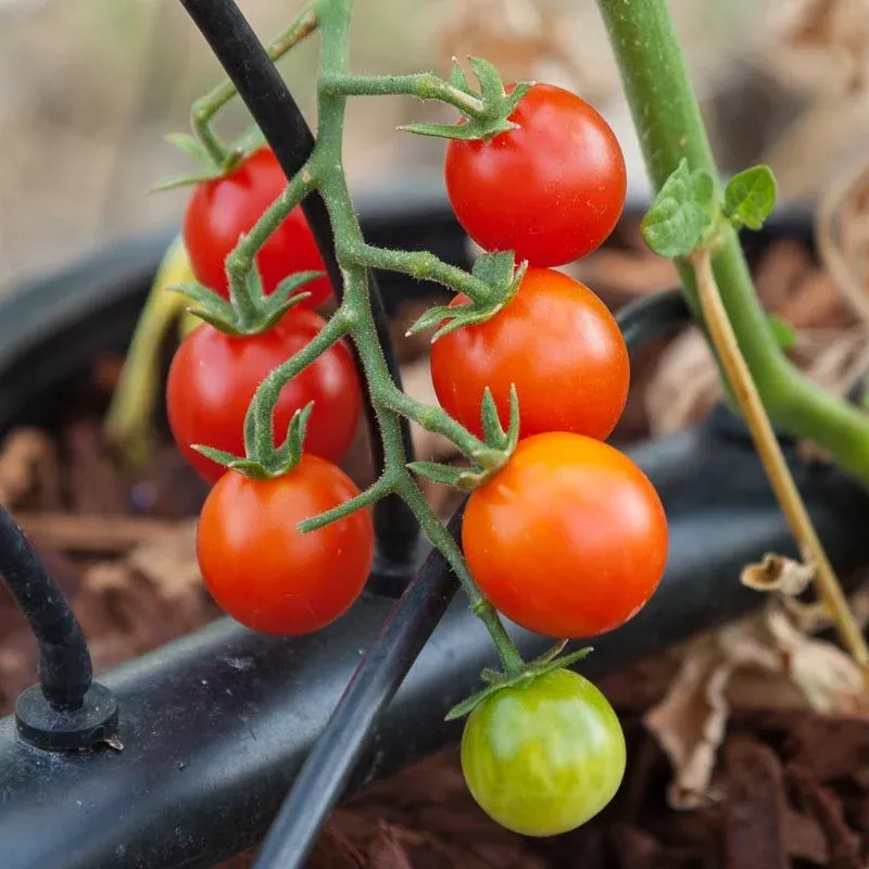 Sweetie Tomato