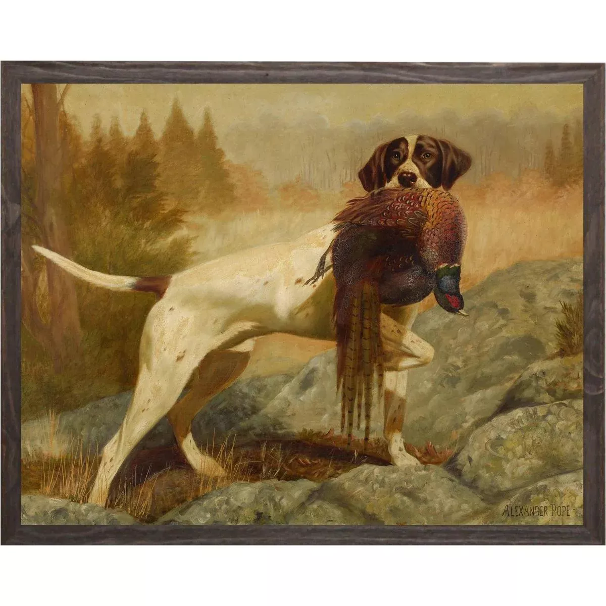 Vintage German Shorthaired Pointer with Pheasant Framed Print