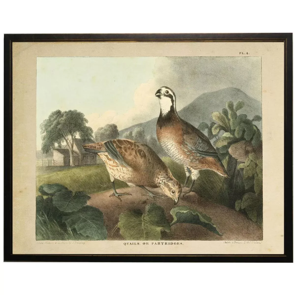 Vintage Quail Framed Print