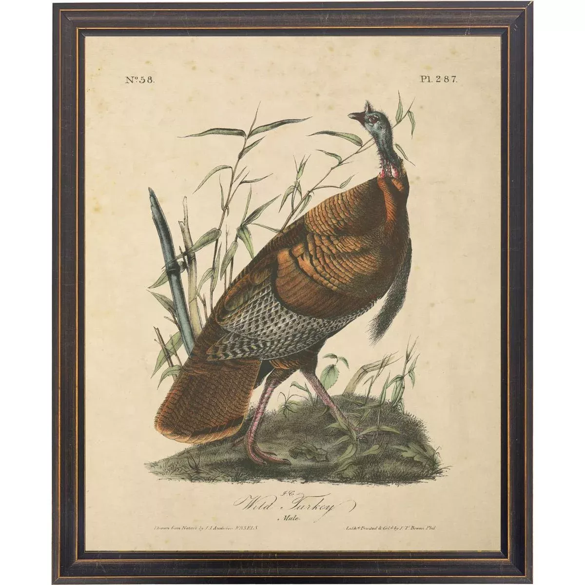 Vintage Wild Turkey Framed Print