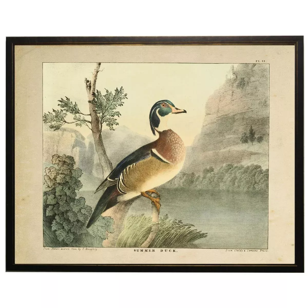 Vintage Wood Duck Framed Print
