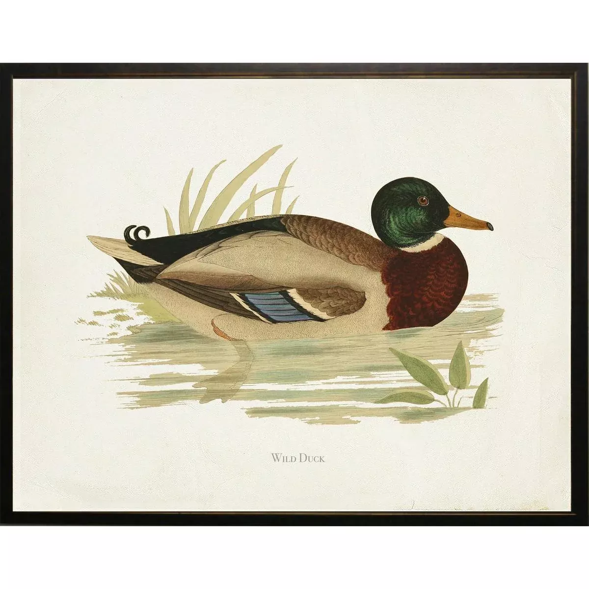 Wild Duck Bookplate Framed Print